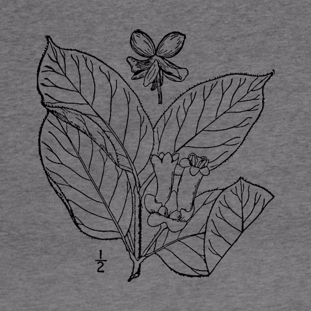 Botanical Scientific Illustration Black and White - Lonicera involucrata by pahleeloola